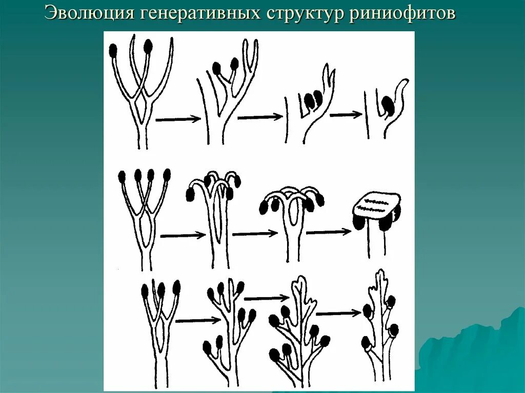Сухопутные растения строение