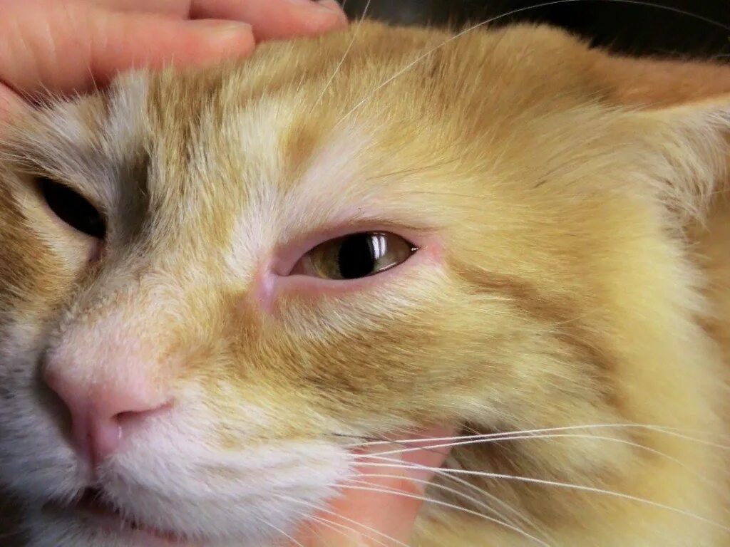 Почему у кота лечение