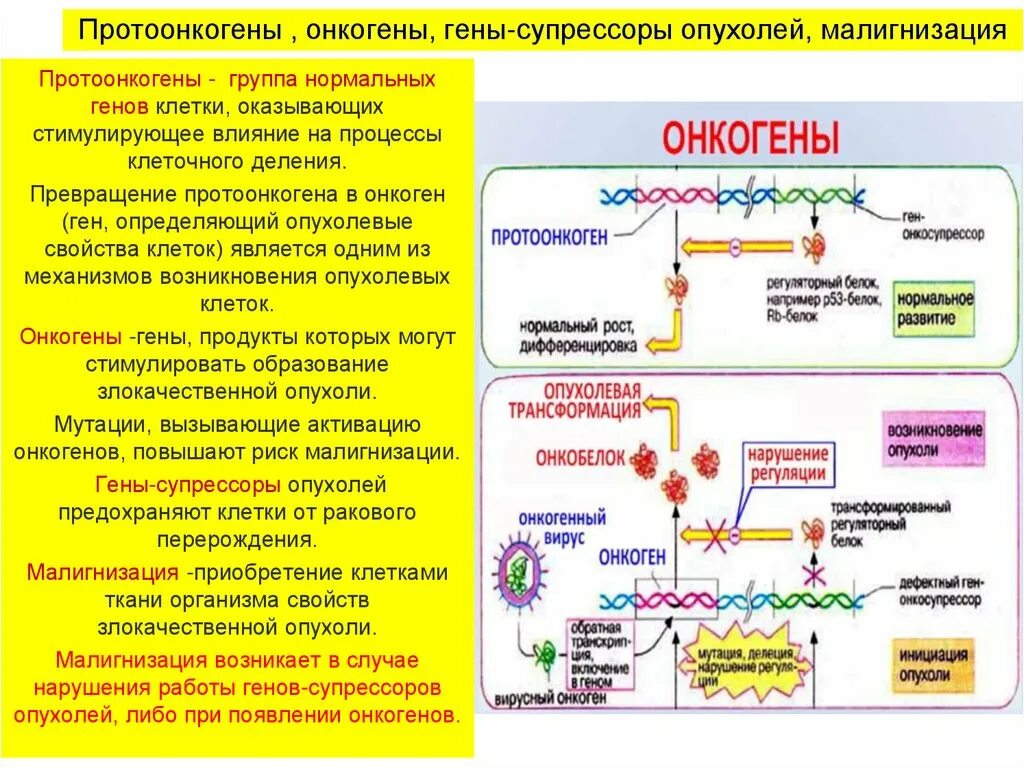 Классификация онкогенов. Понятие о протоонкогенах, онкогенах и антионкогенах. Классификация вирусных онкогенов и протоонкогенов:. Протоонкогены и антионкогены. Онкогены и гены супрессоры опухолей.