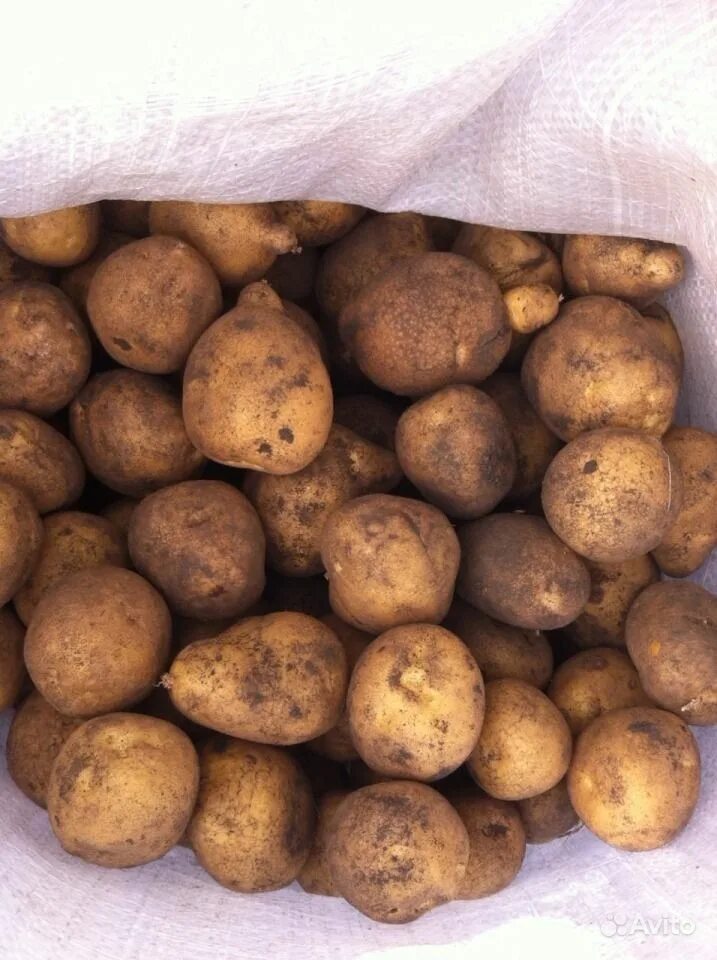 подам картофель. подам картофель. ведро картошки. семенной картофель. картошка домашняя.