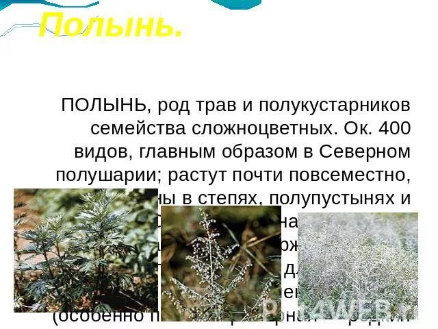 Полынь род. Полынь род. Полынь род. Полынь калмыкская. Полынь ,кедр , апельсин.