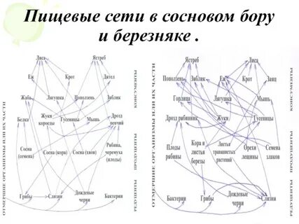 Пищевая цепь сосны