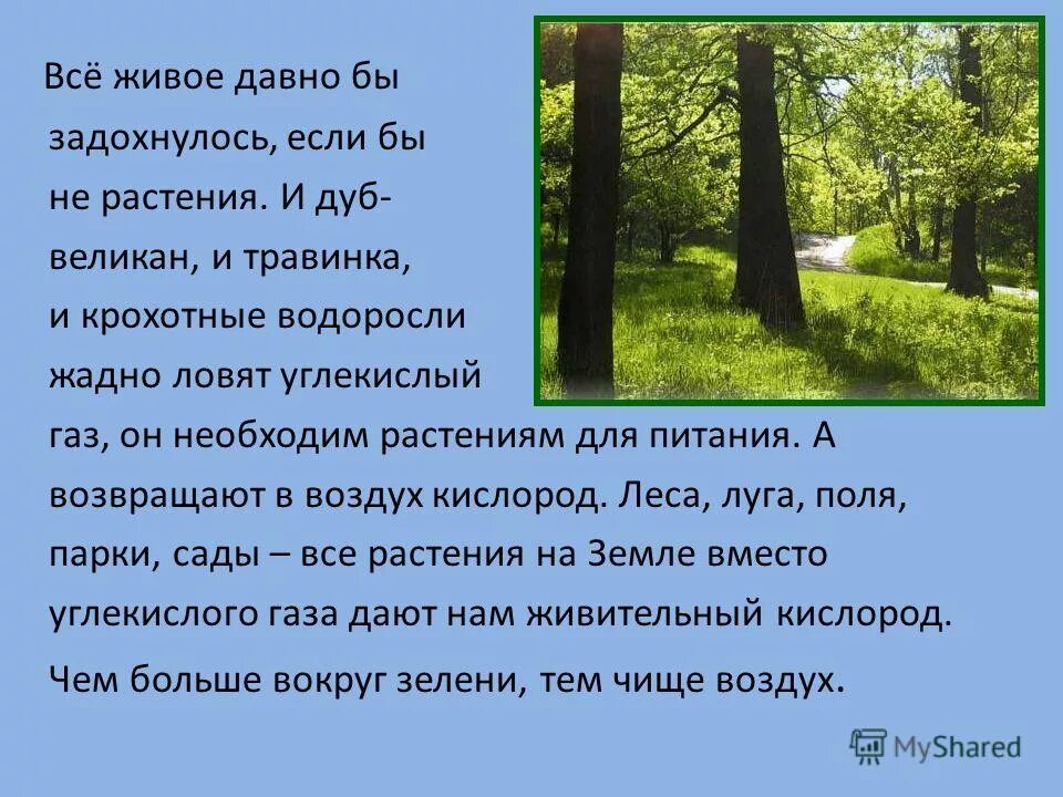 Почему без растений жизнь невозможно. Что бы было если бы исчезли все растения. Что было бы если на исчезли растения. Что было бы если растения исчезли на земле. Земля если не было растений.