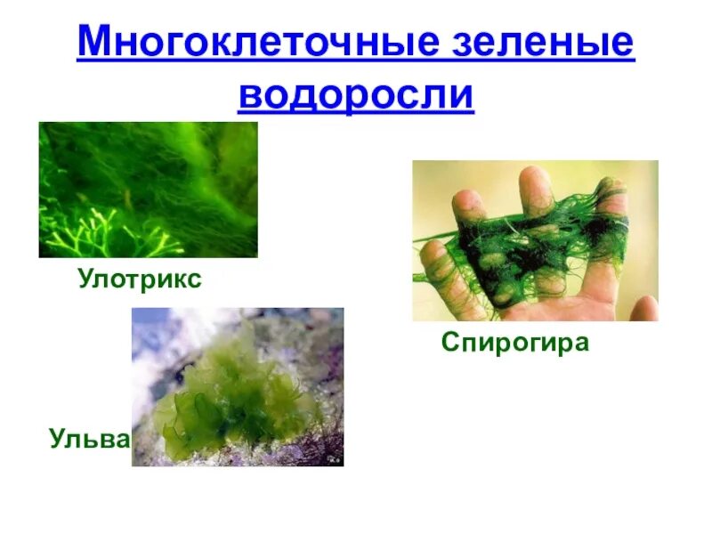Улотрикс спирогира Ульва. Зеленые водоросли улотрикс. Многоклеточная водоросль спирогира. Нитчатая водоросль спирогира встречается.