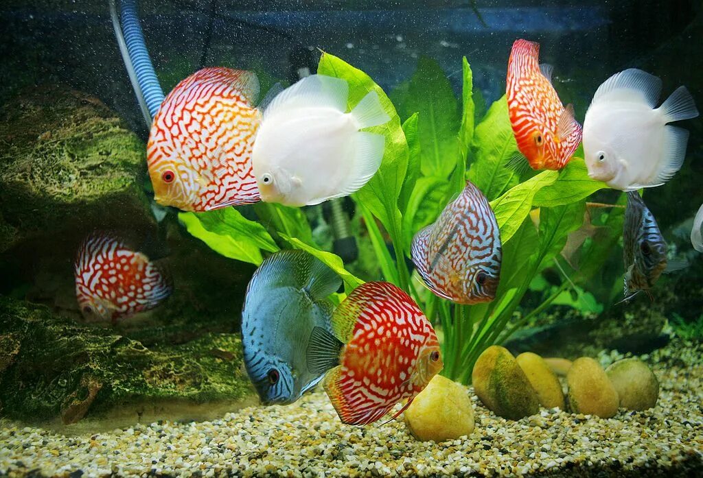 Pets fish. Дискусы аквариумные рыбки. Дискус рыбка аквариумная. Symphysodon Discus. Дискусы в аквариуме.