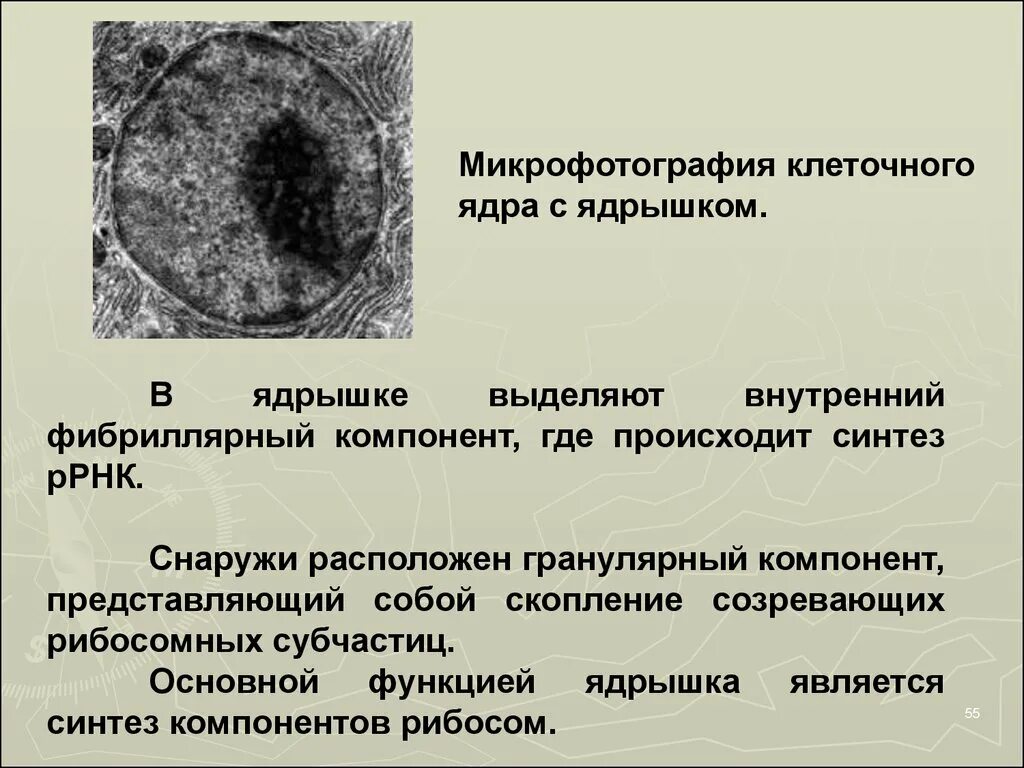 Растворение ядрышка. Гранулярный компонент ядрышка. Фибриллярный компонент ядрышка. Фибриллярный компонент ядрышка в основном представлен. Гранулярный компонент ядрышка содержит.