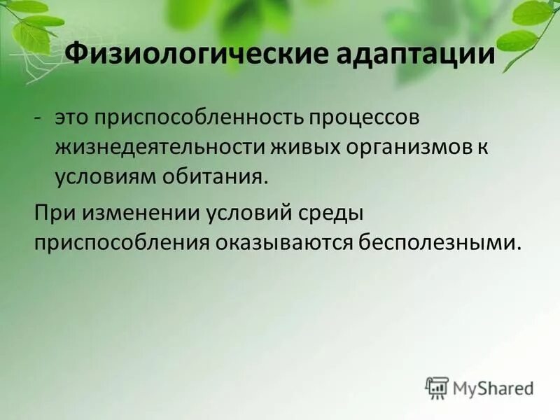 Примеры взаимоприспособленности видов в природе