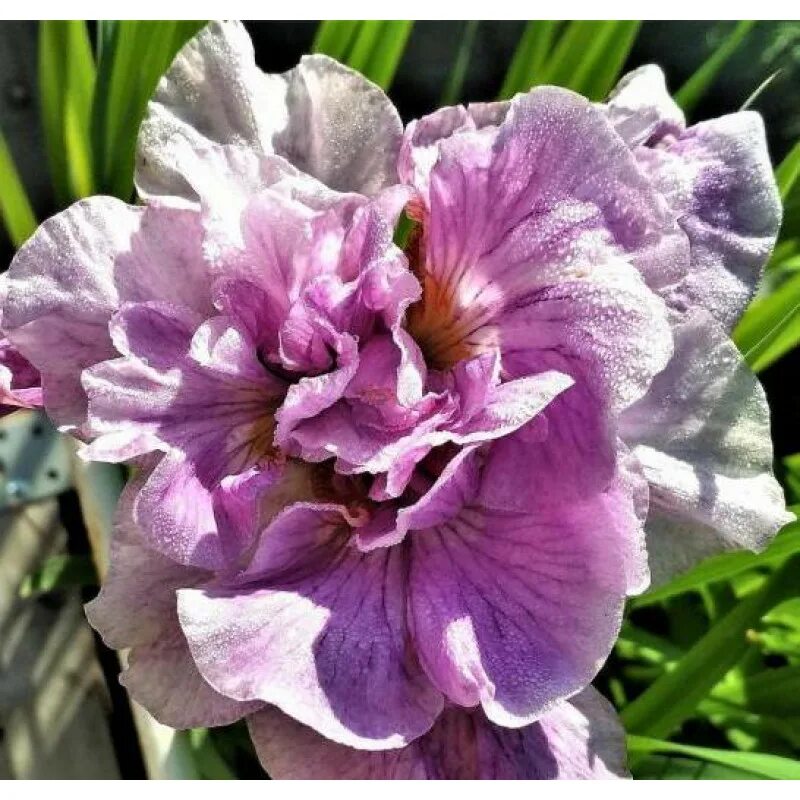 ирис сибирский дабл стандарт. ирис opalescent dream. ирис сибирский болотный. отзыв iris. ирис луговой.