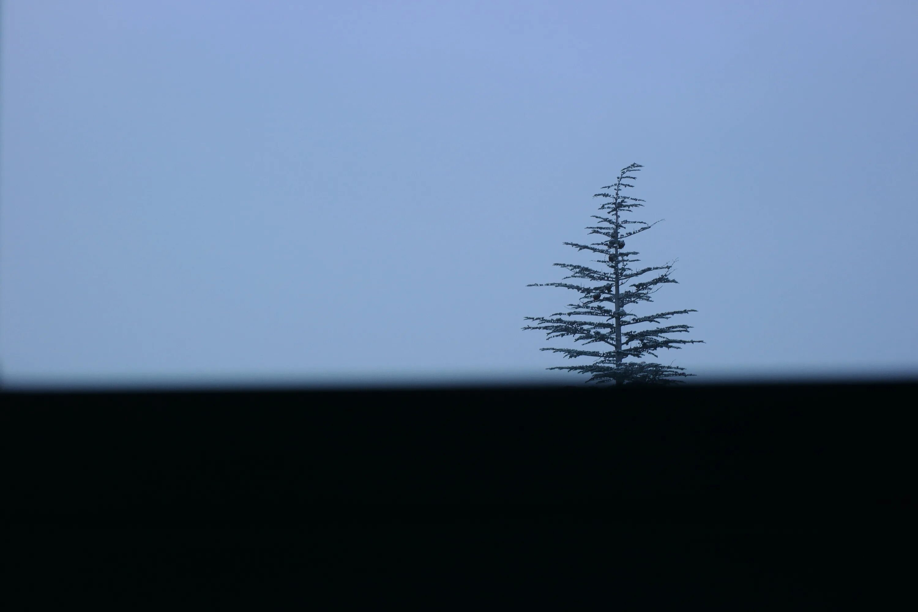 Одинокое голое дерево лиственница. Одинокое дерево холод. Одинокая сосна гиф. Почему зимой металл на ощупь холоднее дерева