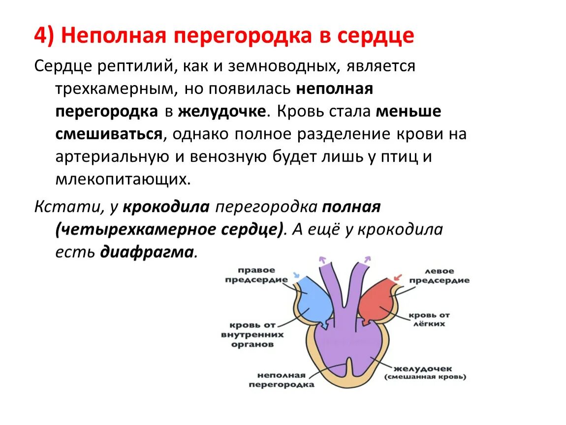 Трехкамерное сердце с перегородкой в желудочке. Неполная перегородка в желудочке сердца. Трёхкамерное сердце с неполной перегородкой в желудочке. Трехкамерное сердце пресмыкающихся.