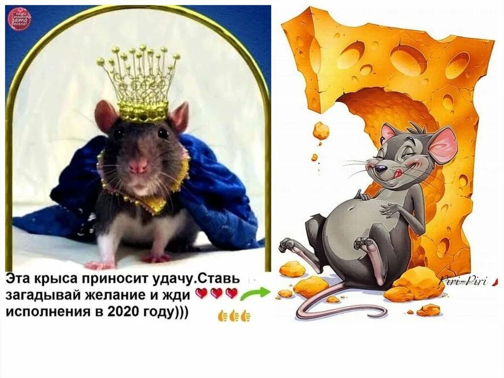 когда был год крысы в последний раз. год крысы. год крысы года. год крысы когда был. цитаты про мышей.