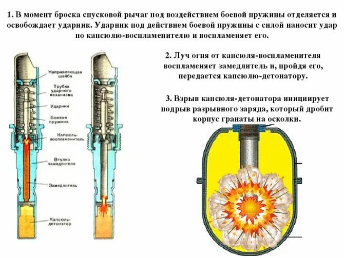 Принцип действия гранаты ф1 механизма. Устройство взрывателя гранаты ф1. Принцип действия гранаты ф1. Ф 1 ТТХ гранаты устройство.