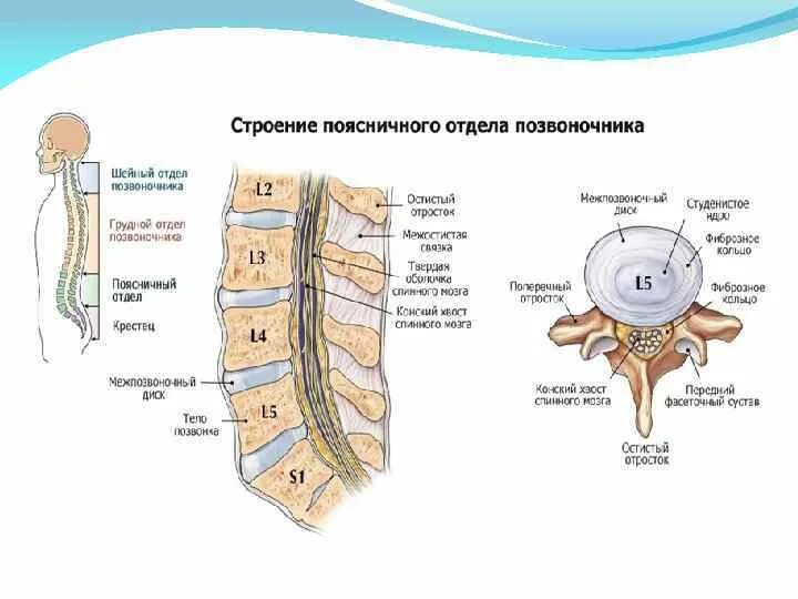 Позвонки поясничного отдела позвоночника. Пояснично-крестцовый отдел позвоночника строение. Позвоночник строение анатомия поясничного отдела. Схема пояснично-крестцового отдела позвоночника. L2-l5 позвонка