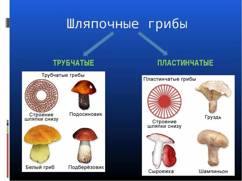 Шляпочные грибы трубчатые и пластинчатые. Трубчатые и пластинчатые грибы таблица. Строение трубчатых и пластинчатых грибов. Шляпочные пластинчатые грибы съедобные. Трубчатые это какие