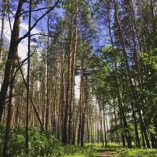Казань роща