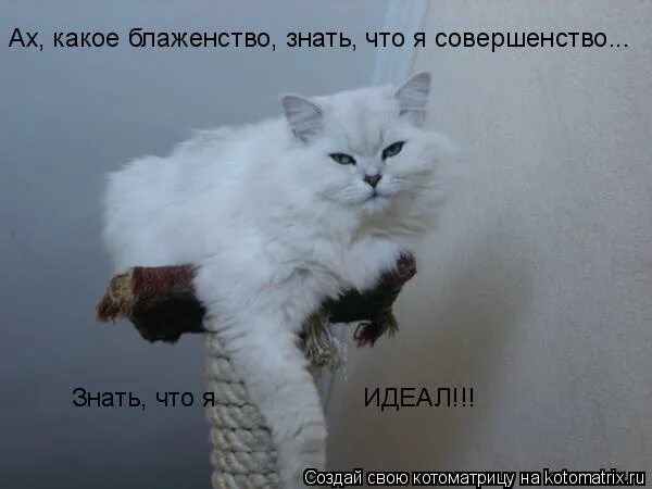 ах какое знать что я совершенство