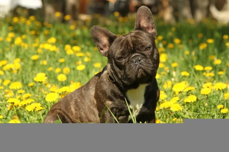 французский бульдог мерле. бульдог тигровый окрас. французский бульдог пятнистый тигровый. французский бульдог палевый тигровый. французский бульдог мини тигровый.