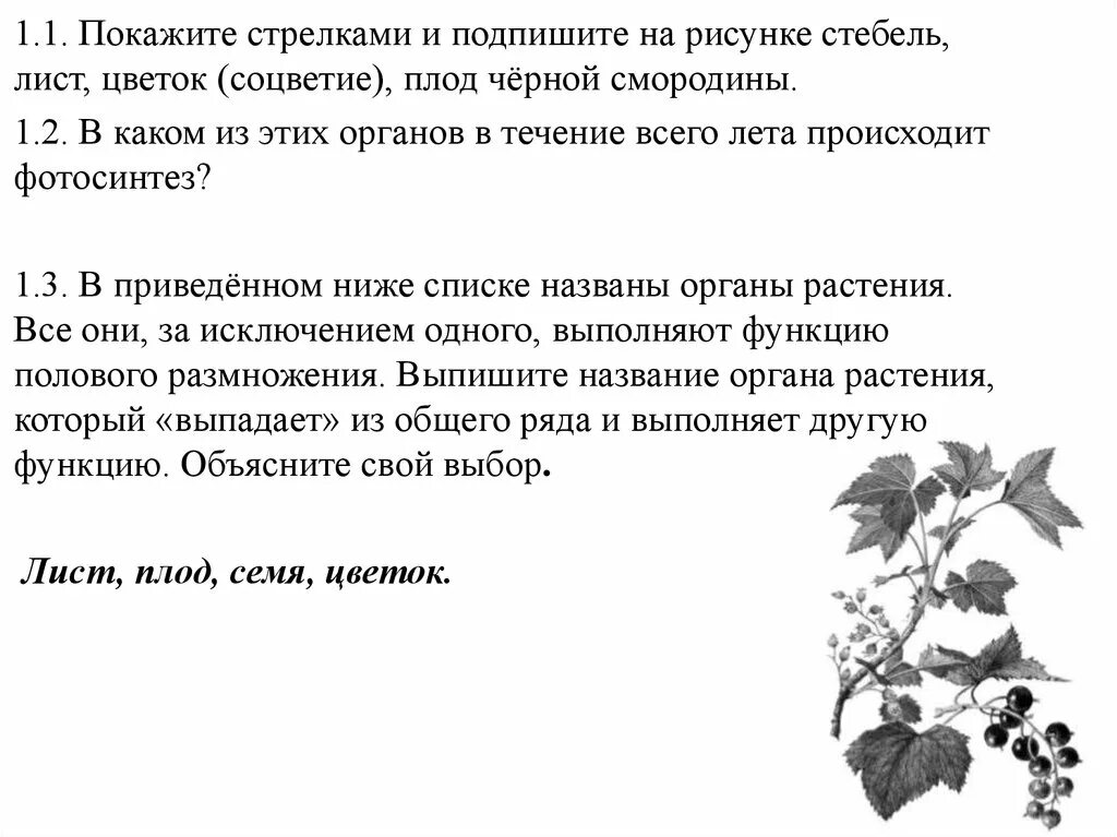 Какая характеристика выпадает из общего ряда. Соцветия, листья, плоды, стебель. Покажите стрелками и подпишите на рисунке стебель лист цветок плод. Покажите стрелками на рисунке и подпишите стебель лист. Стебель лист и соцветие черной смородины.