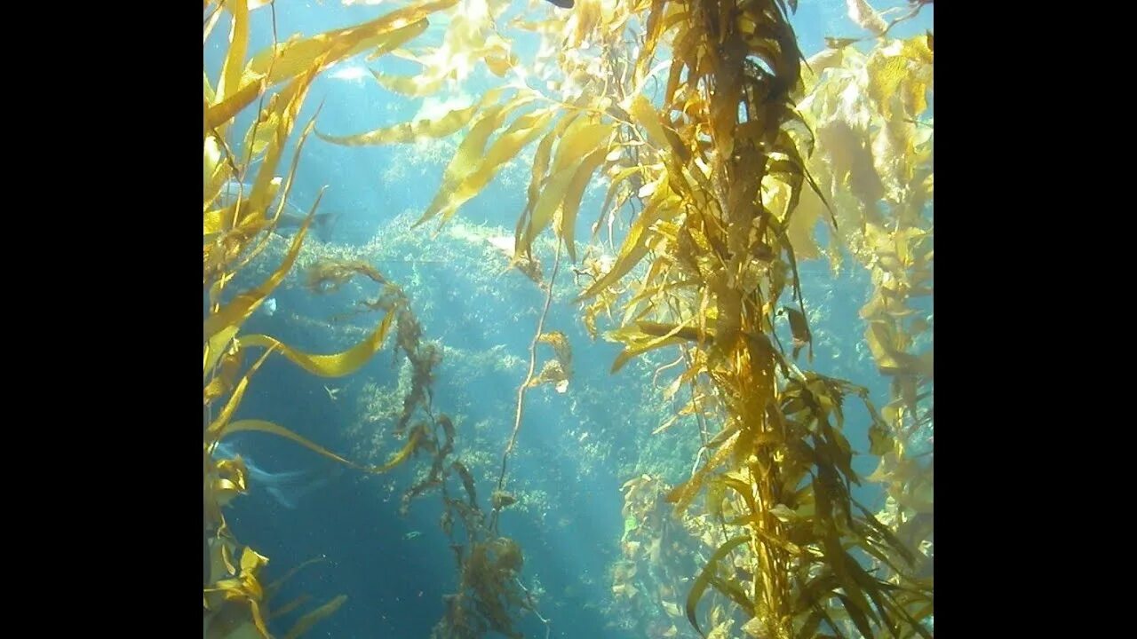 Бурые водоросли являются самыми глубоководными водорослями. Бурые водоросли ламинария. Водоросли келп ламинариевые. Фукоидан в бурых водорослях. Ламинария красная морская водоросль.