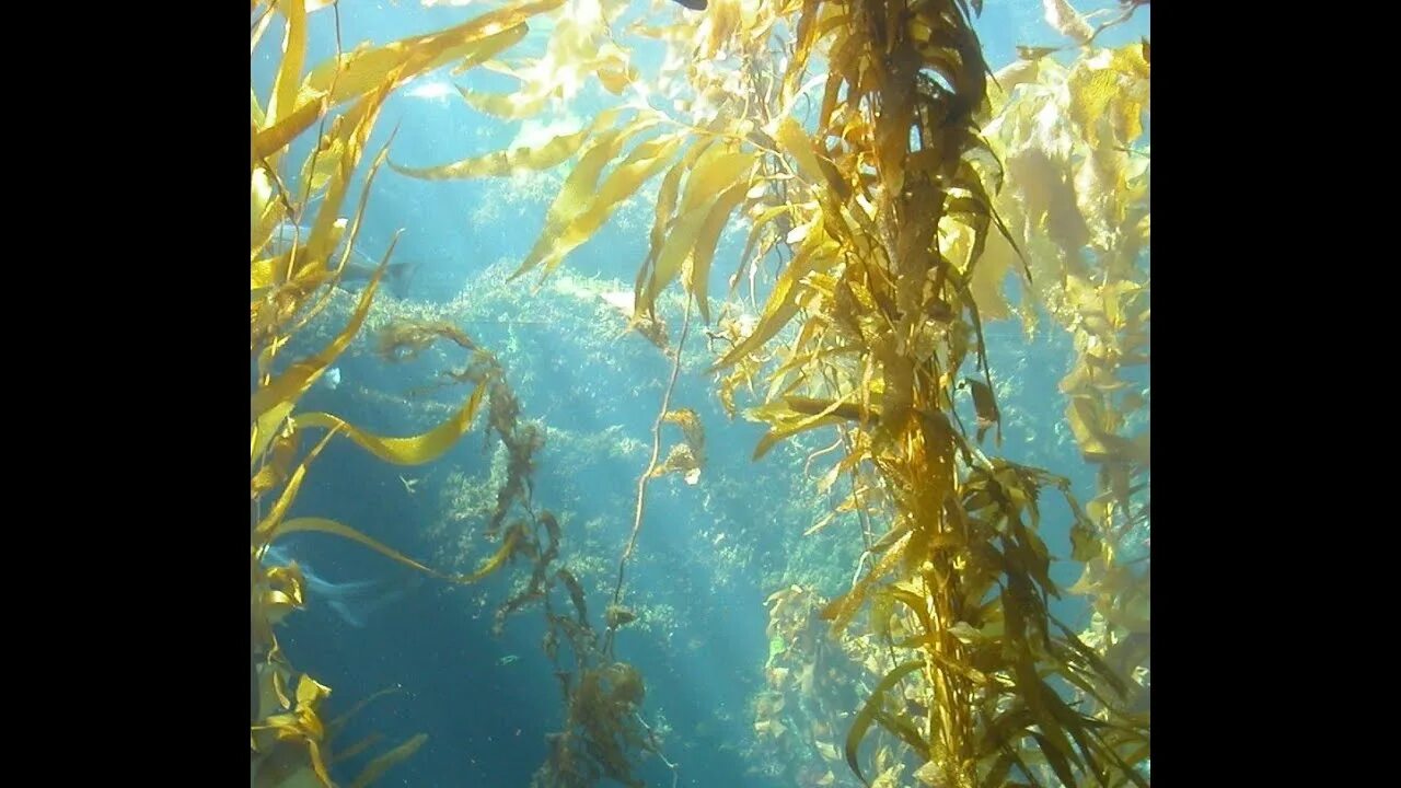 Бурые водоросли ламинария. Водоросли келп ламинариевые. Фукоидан в бурых водорослях. Ламинария красная морская водоросль. Бурые водоросли являются самыми глубоководными водорослями