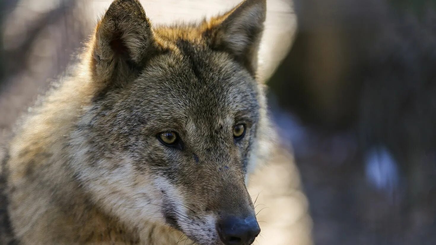 волчья ухмылка. волк улыбается. волк спереди. волк улыбается. удивленный волк.