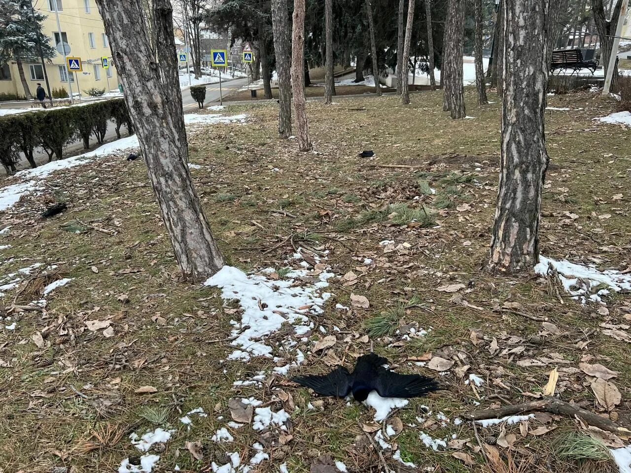 Массовая гибель птиц на Ставрополье. Ворона. Найден черный ворон