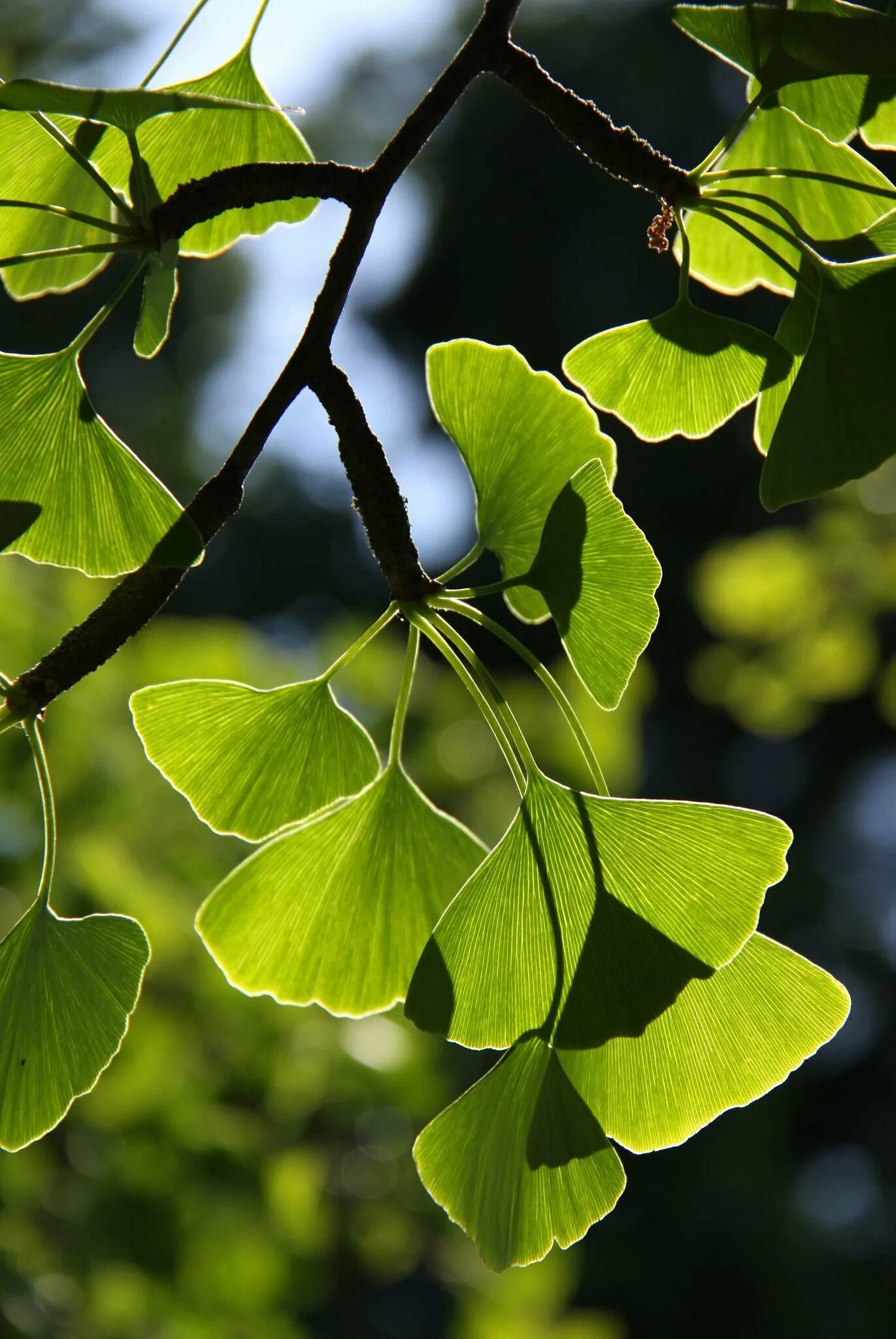 Лист гинкго. Гинкго билоба растение. Гинкго двулопастного листьев. Гинкго двулопастный дерево. Гинкго двулопастного листьев.