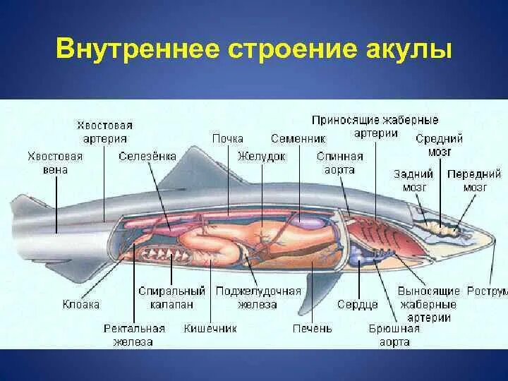 Какой мозг у акулы. Пищеварительная система акулы схема. Пищеварительная система хрящевых рыб схема. Выделительная система хрящевых рыб. Класс хрящевые рыбы пищеварительная система.
