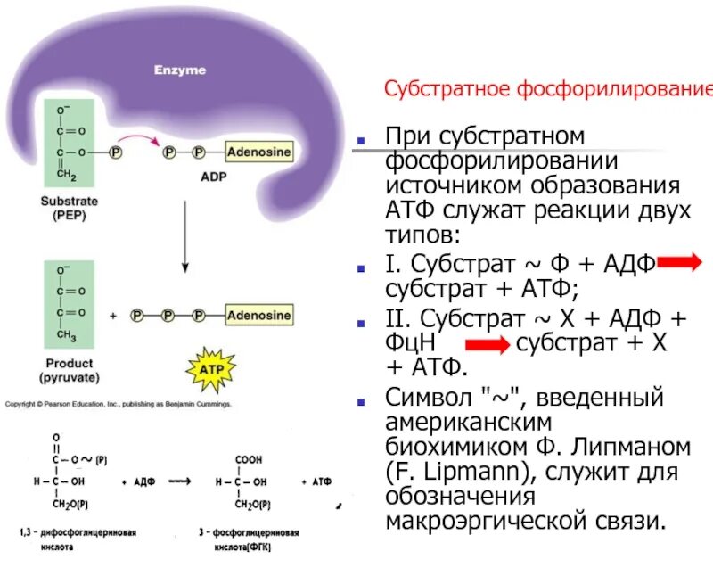 Типы фосфорилирования бактерий. Субстратное фосфорилирование ферменты. Субстратный Синтез АТФ. 5 Реакция субстратное фосфорилирование.