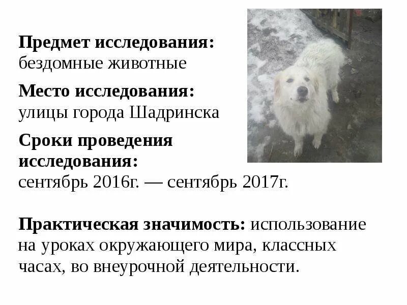 Исследовательская работа проблема бездомных животных. Экологическая проблема бездомных животных. объект исследования бездомные животные. практическая значимость бездомных животных. предмет исследования проекта бездомные животные.