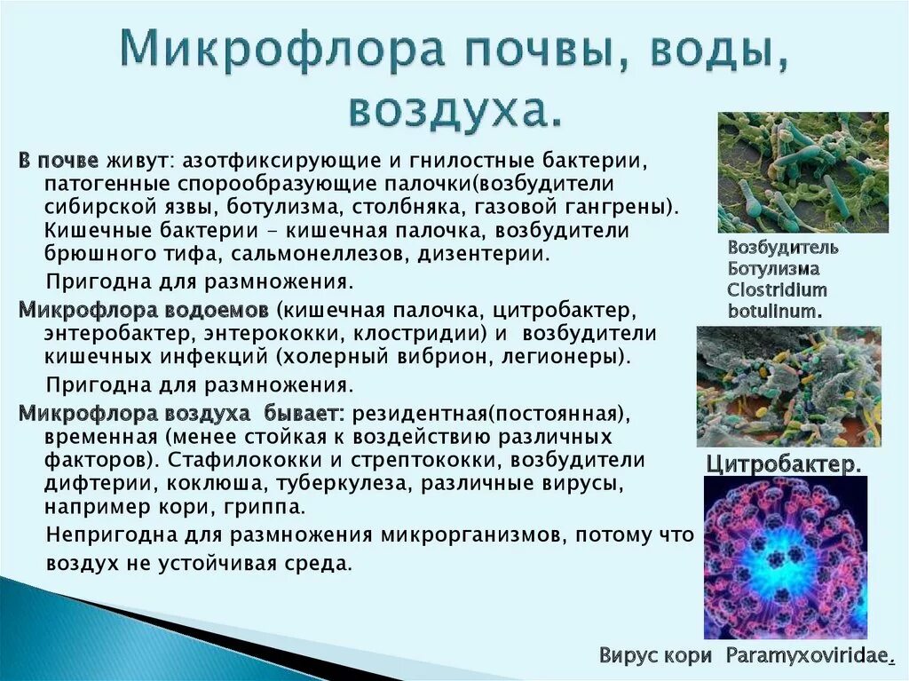 Какие бактерии в воде
