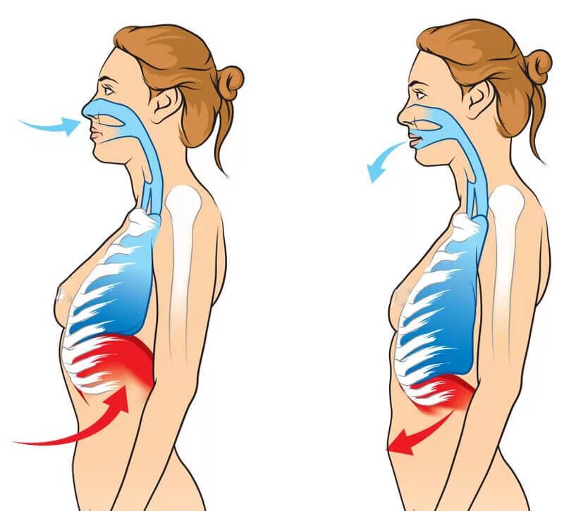 Дыхание. Упражнение брюшное дыхание. Диафрагмальное дыхание методика. Правильная техника дых.