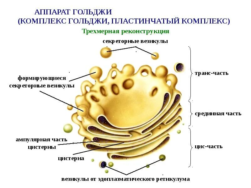 Система канальцев пронизывающих цитоплазму система уплощенных