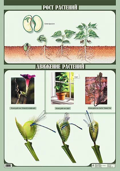 Ростовые движения растений 6 класс биология. Типы движения растений 6 класс. Механизм движения растений. Движения растений таблица.