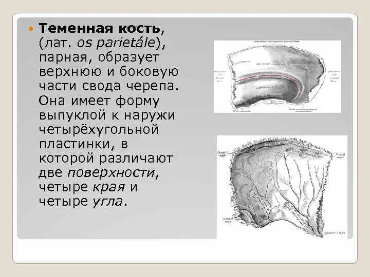 Теменная кость является костью. Теменная кость кость кость. Теменная кость (os parietale). Теменная кость парная. Теменная кость черепа.