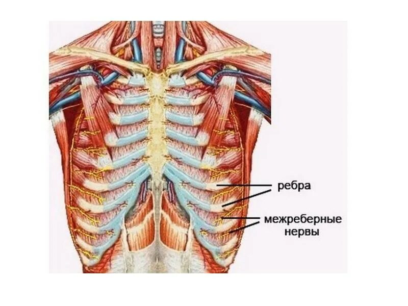 При вдохе болят ребра спереди. Наружные межреберные мышцы. Межреберный нерв.