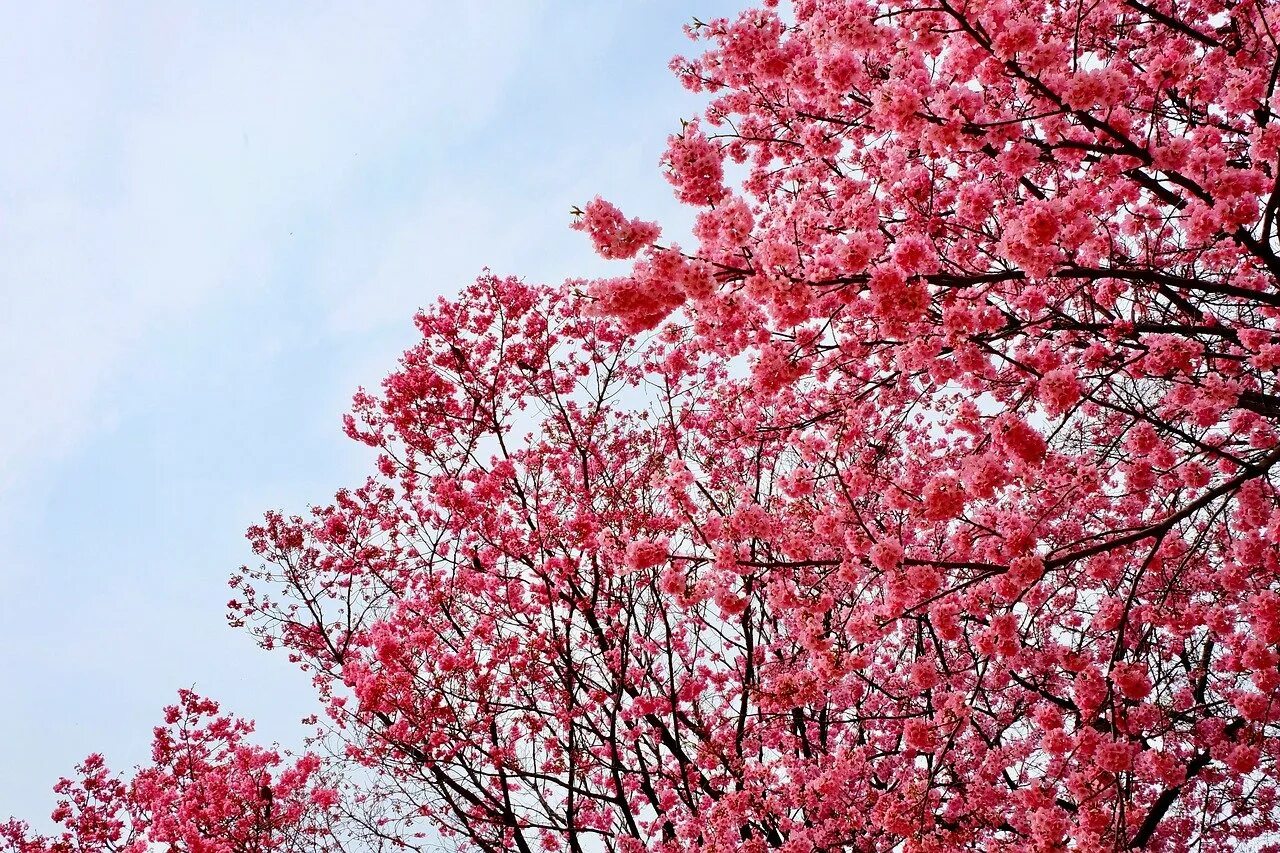 Черри блоссом дерево деревья. Pink черри блоссом дерево деревья парк. Вишня Сакура дерево. Багряная Сакура.