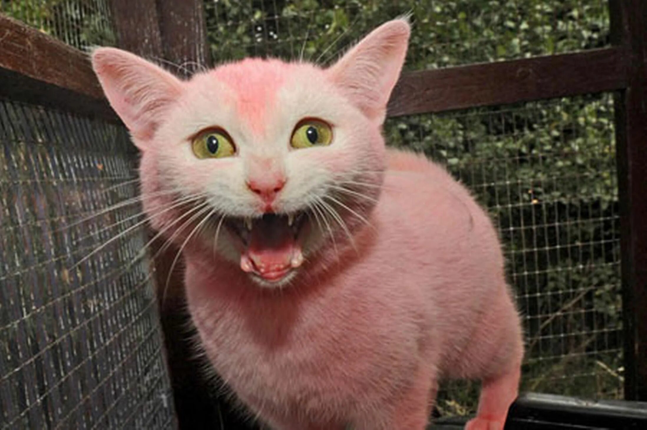 Розовая кошка фото. Розовый кот. розовая кошка. кошка розового цвета. бывают розовые коты.