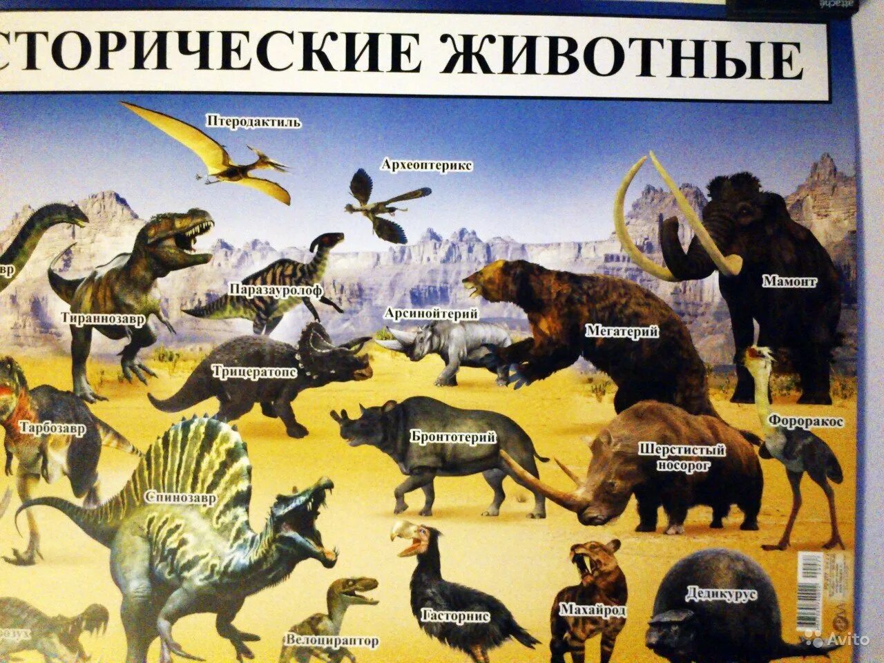 Жизнь древних животных. Доисторические животные. плакат &quot;динозавры&quot;. доисторические животные плакат. 1000 видов древних животных.