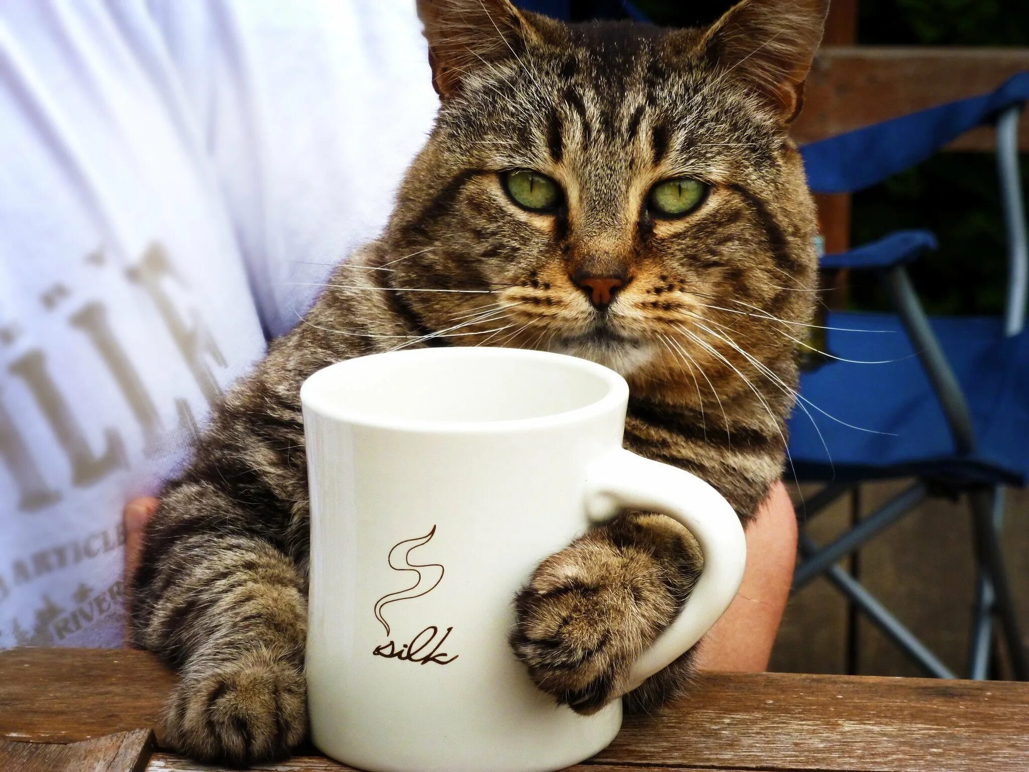 Доброе утро смешная картинка с котом. Доброе утро кот. Кот и кофе. Котик пьет кофе. Доброе утро котики.