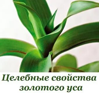 Цветок золотой ус лечебные