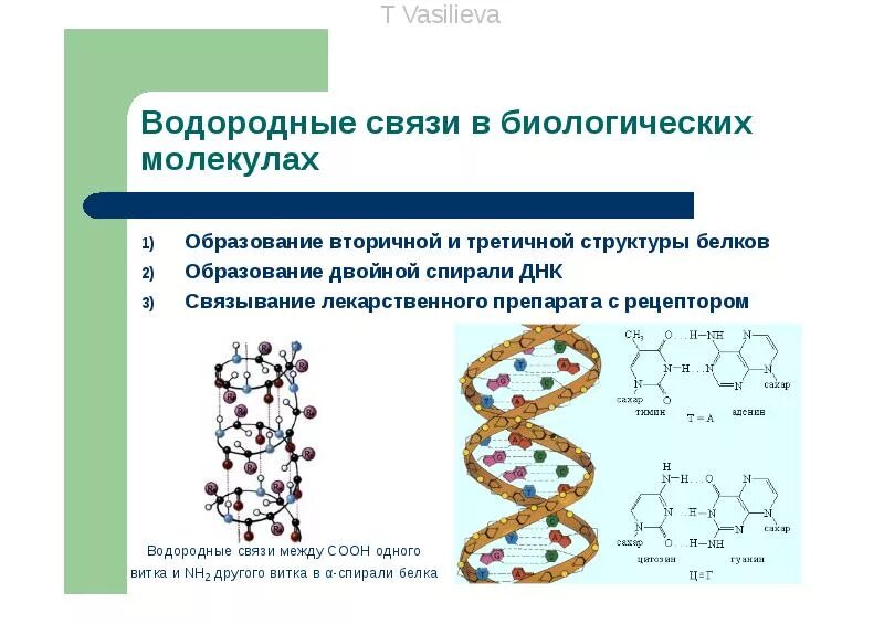 Химические соединения биология. Биологическая роль водородной связи. Водородная связь это в биологии. Роль водородной связи в биологических системах. Водородная связь примеры соединений.