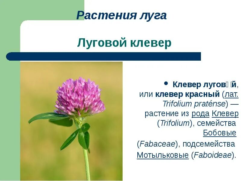 Подцарство клевера Лугового. Клевер таксономия. Подцарство растения Клевер Луговой. Листорасположение клевера ползучего.