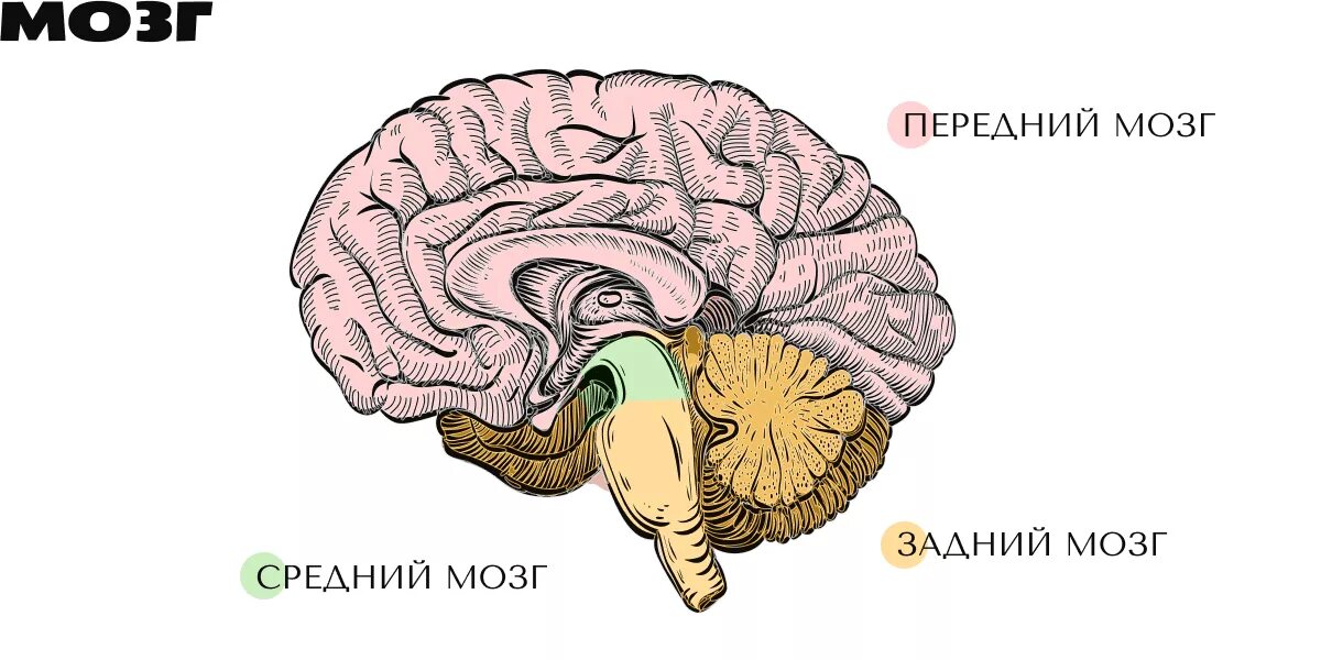 Отделы головного мозга передний средний задний. Строение отделов головного мозга задний мозг. Передний мозг задний мозг средний мозг. Строение переднего отдела головного мозга. Задний головной мозг включает