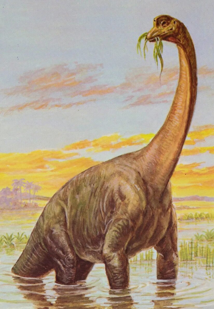 Длинношеий динозавр. Брахиозавр динозавр. Диплодок Брахиозавр Бронтозавр. Динозавры Диплодок Бронтозавр. Брахиозавр и Диплодок.