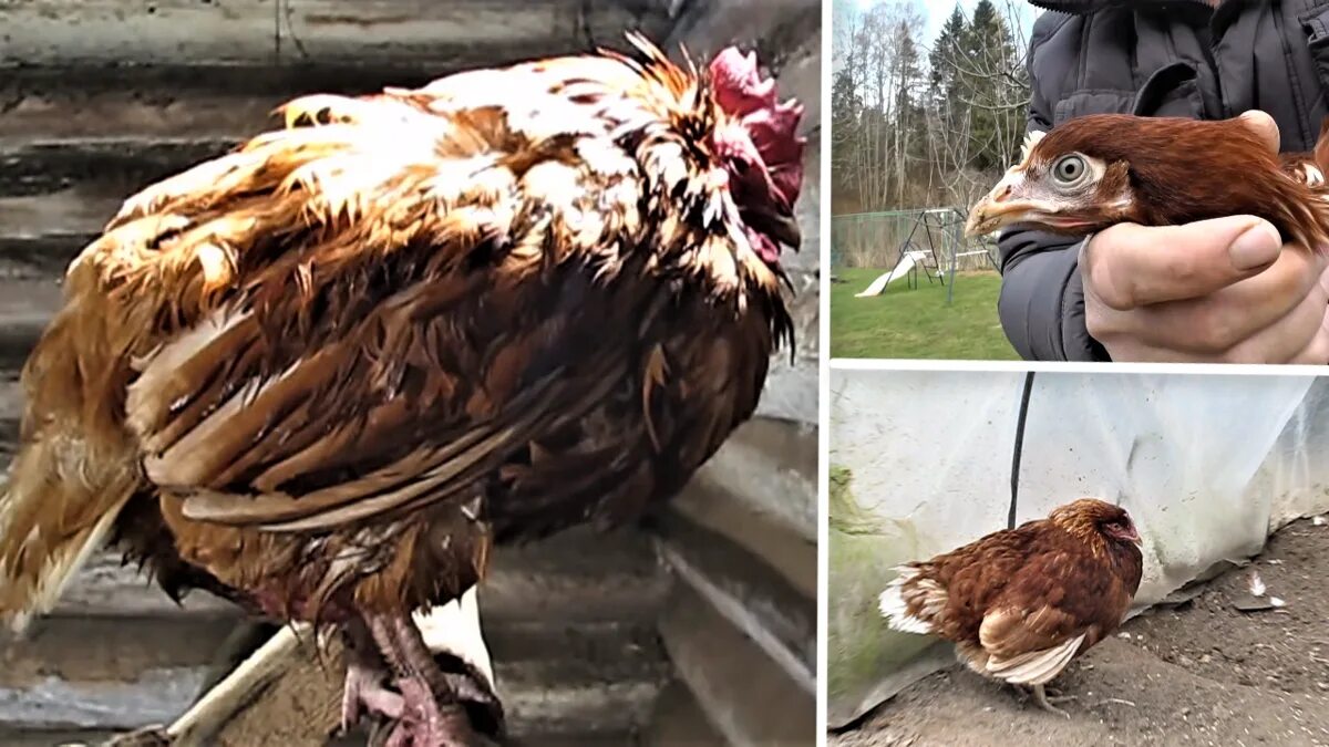 Диетическая курица. Хайсеки курицы несушки. Хайсеки курицы несушки. Комбикорм пурина для кур. Куриная грудка с рисом.