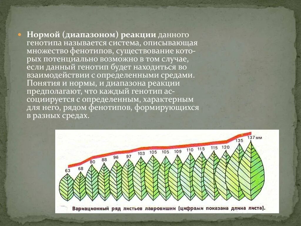 1 изменение в пределах нормы реакции. Вариационный ряд лавровишни. Норма реакции и диапазон реакции. Вариационный ряд листьев. Вариационный ряд в генетике.