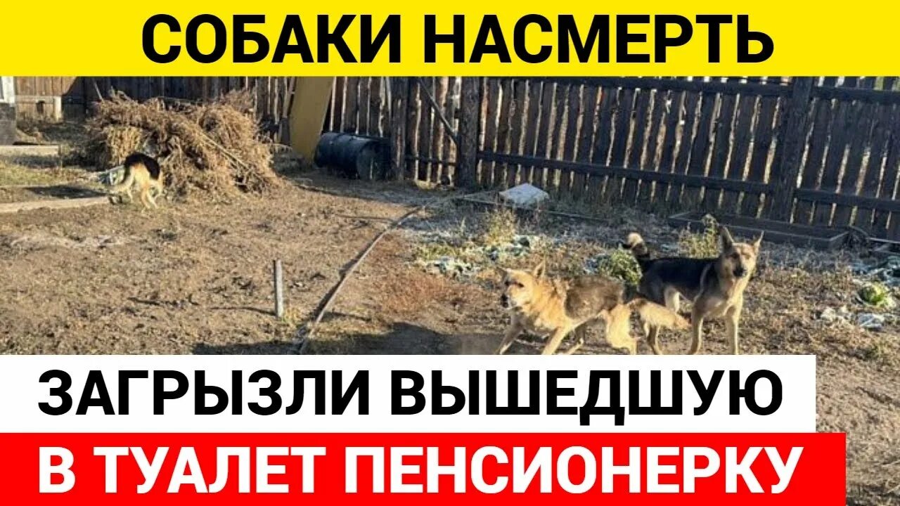 Бродячие собаки загрызли ребенка. В якутске стая собак напала на женщину. Бездомные собаки загрызли. Бродячие собаки загрызли ребенка. Загрызли собаку москва.