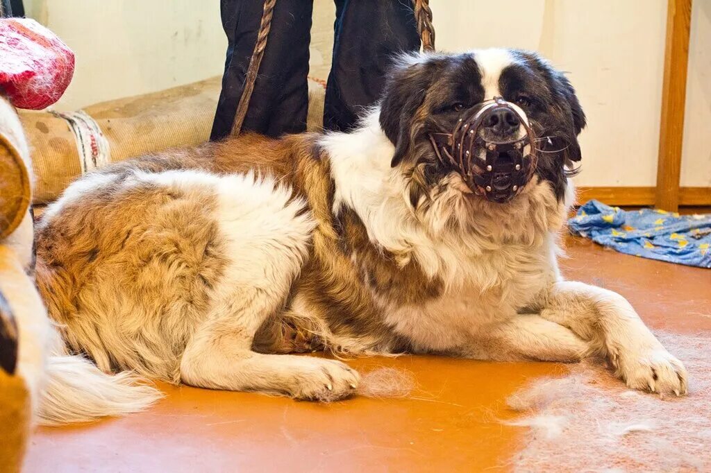 леонбергер собака. сторожевая собака правителей абутью. московская сторожевая собака и сенбернар. сенбернар и московская сторожевая. московская сторожевая черная.