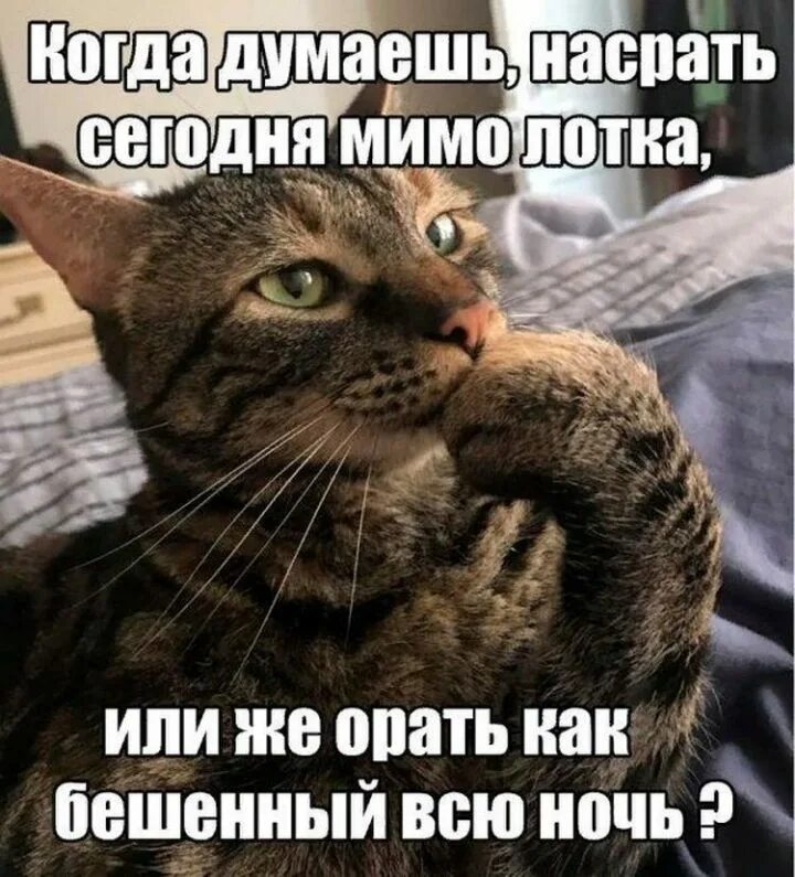 Разразилась буря бешено визжит. Приколы с надписями. Прикольные надписи. Смешные картинки с надписями. Прикольные картинки с надпи.